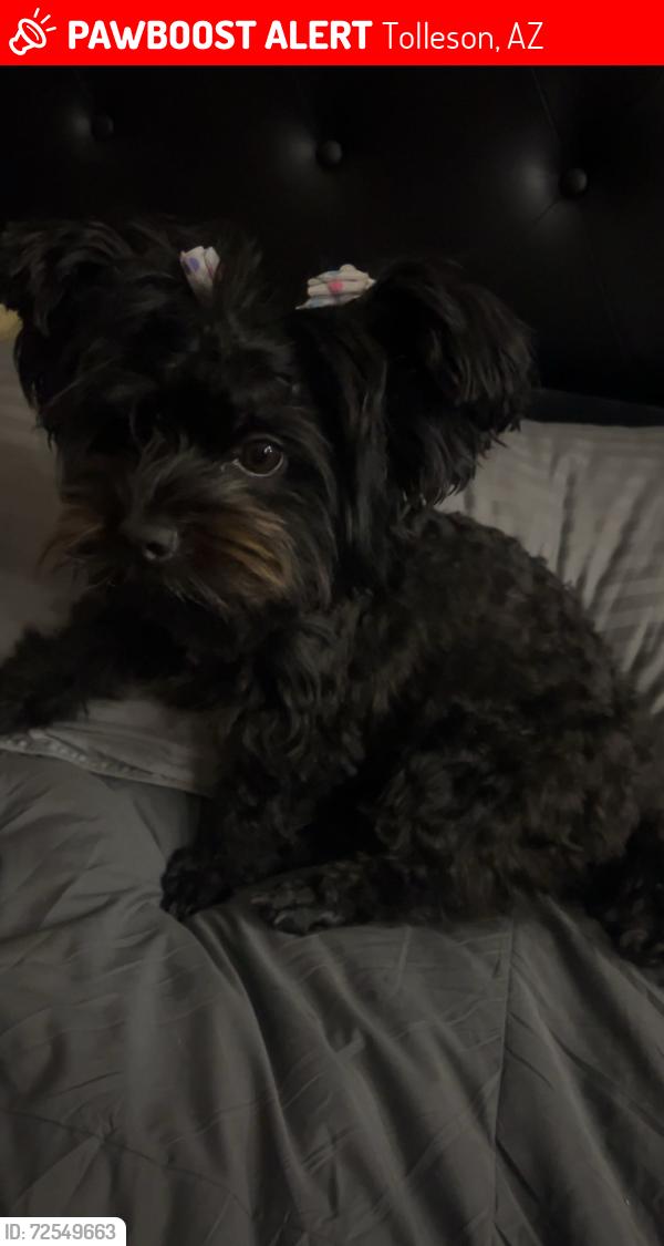 Lost Female Dog last seen Near W Hamster Ln Tolleson, AZ  85353 United States, Tolleson, AZ 85353