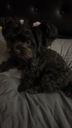 Lost Female Dog last seen Near W Hamster Ln Tolleson, AZ  85353 United States, Tolleson, AZ 85353