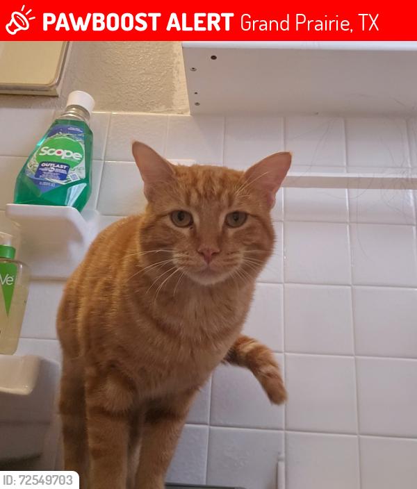 Lost Male Cat last seen W Phillips Ct & Jackson St, Grand Prairie, TX 75051