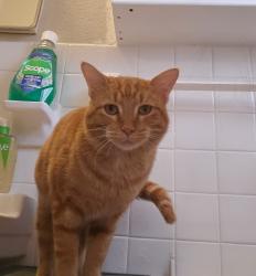 Lost Male Cat last seen W Phillips Ct & Jackson St, Grand Prairie, TX 75051