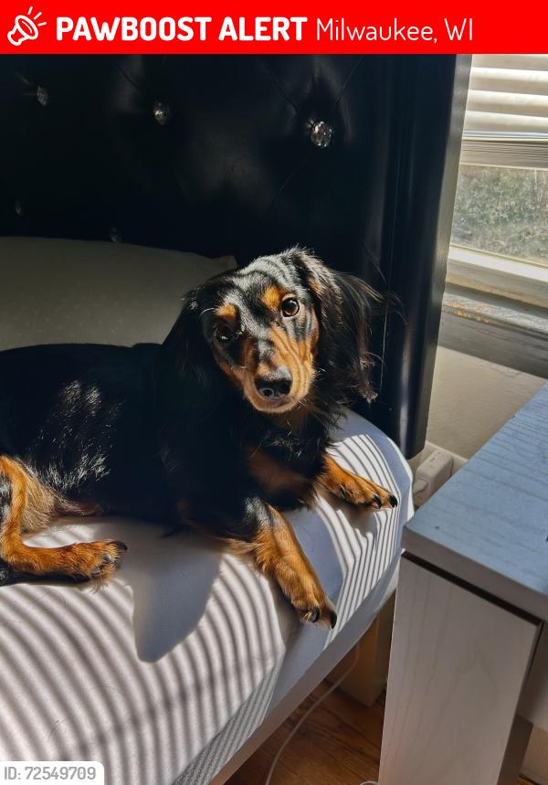 Lost Male Dog last seen N 57th st and west silver spring ave , Milwaukee, WI 53218