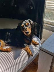 Lost Male Dog last seen N 57th st and west silver spring ave , Milwaukee, WI 53218