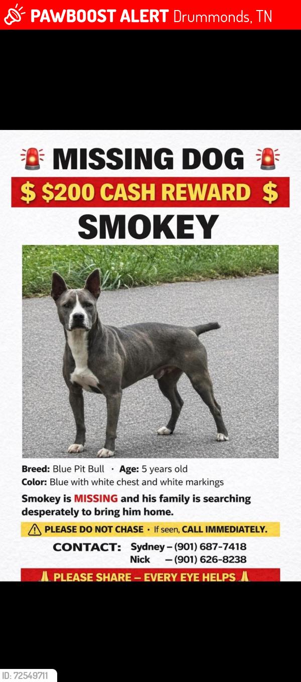 Lost Male Dog last seen Susan circle , Drummonds, TN 38023