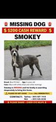 Lost Male Dog last seen Susan circle , Drummonds, TN 38023