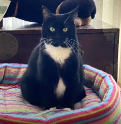 Lost Female Cat last seen Howellhurst, West Covina, CA 91790