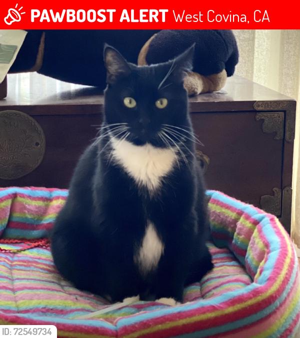 Lost Female Cat last seen Howellhurst, West Covina, CA 91790
