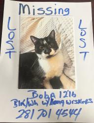 Lost Male Cat last seen Weslyan and Bissonnett, Houston, TX 77081