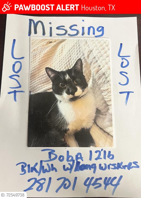 Lost Male Cat last seen Weslyan and Bissonnett, Houston, TX 77081