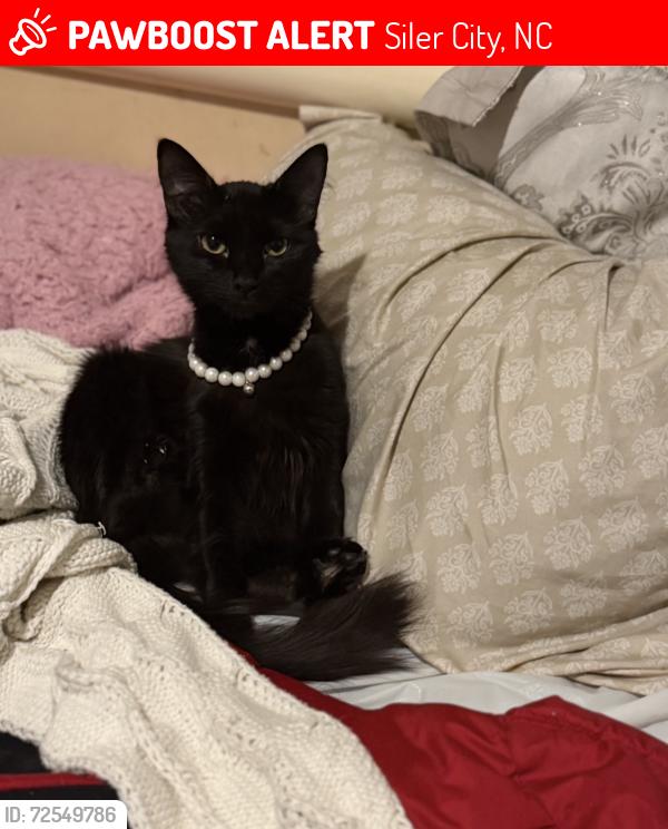 Lost Female Cat last seen Raleigh st and W Dolphin St, Siler City, NC 27344