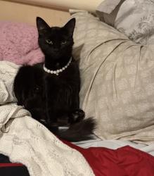 Lost Female Cat last seen Raleigh st and W Dolphin St, Siler City, NC 27344
