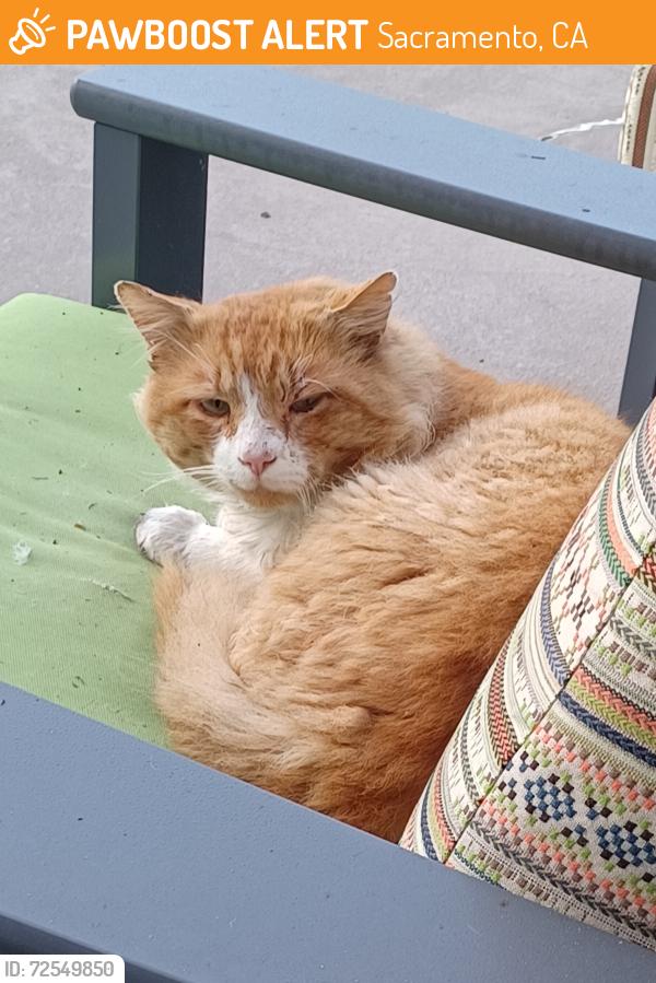 Found/Stray Unknown Cat last seen Valine ct, Sacramento, CA 95831