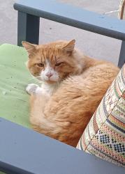 Found/Stray Unknown Cat last seen Valine ct, Sacramento, CA 95831