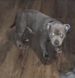 Lost Male Dog last seen Near birch creek rd mcleansville nc, McLeansville, NC 27301