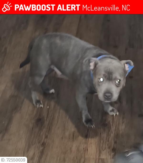 Lost Male Dog last seen Near birch creek rd mcleansville nc, McLeansville, NC 27301