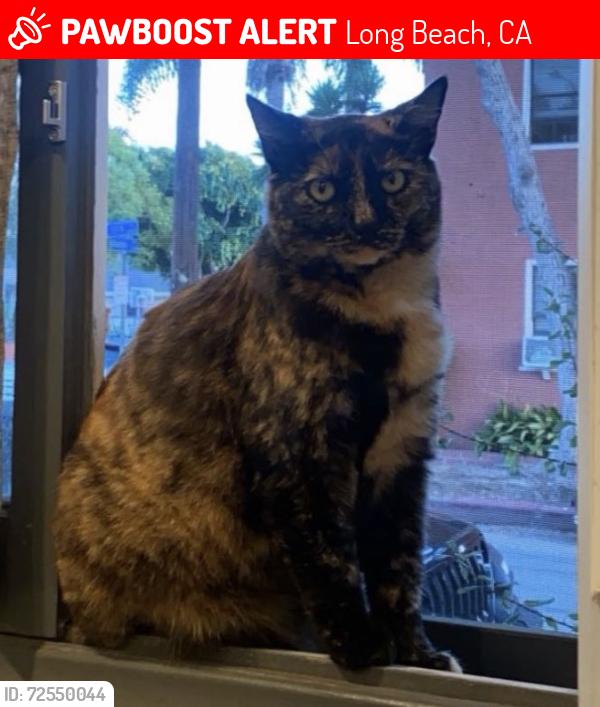 Lost Female Cat last seen 11st and Gladys avenue , Long Beach, CA 90804