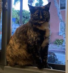 Lost Female Cat last seen 11st and Gladys avenue , Long Beach, CA 90804