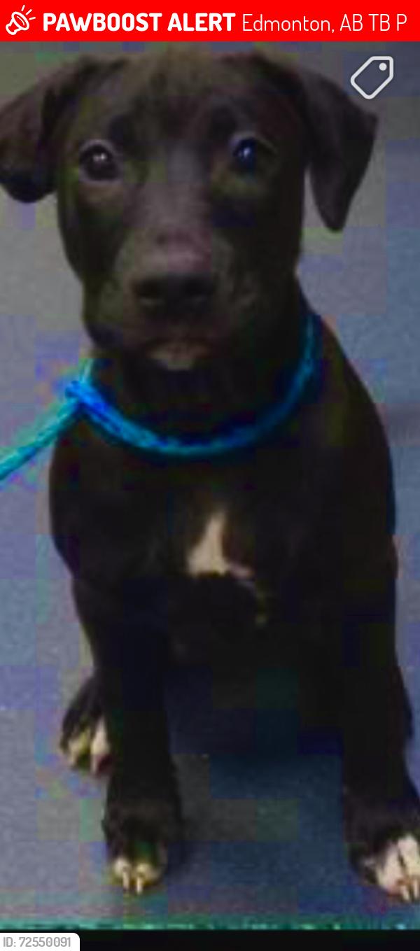 Lost Female Dog last seen Near 118 ave, Edmonton, AB T5B 0P2