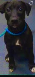 Lost Female Dog last seen Near 118 ave, Edmonton, AB T5B 0P2