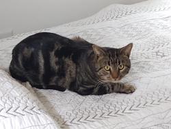 Found/Stray Male Cat last seen Ricky Lane, Newport, NC 28570