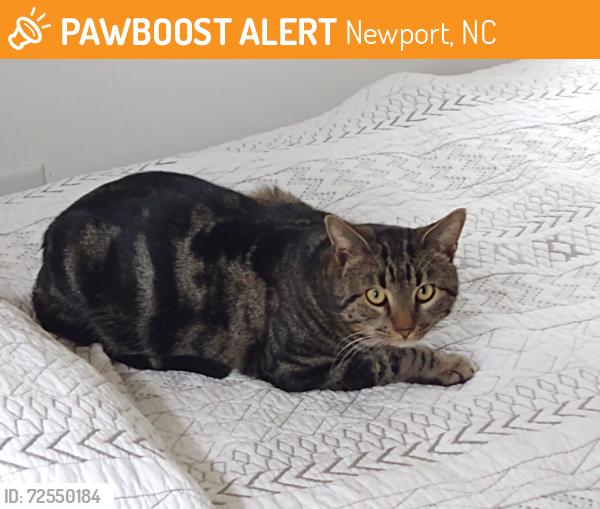 Found/Stray Male Cat last seen Ricky Lane, Newport, NC 28570
