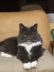 Lost Male Cat last seen Woodbine-laurel hill, Raleigh, NC 27612