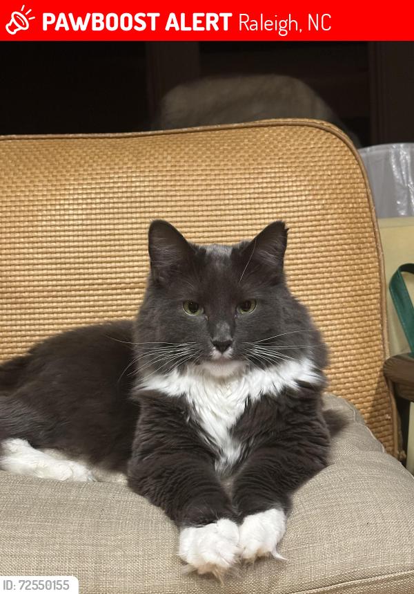 Lost Male Cat last seen Woodbine-laurel hill, Raleigh, NC 27612