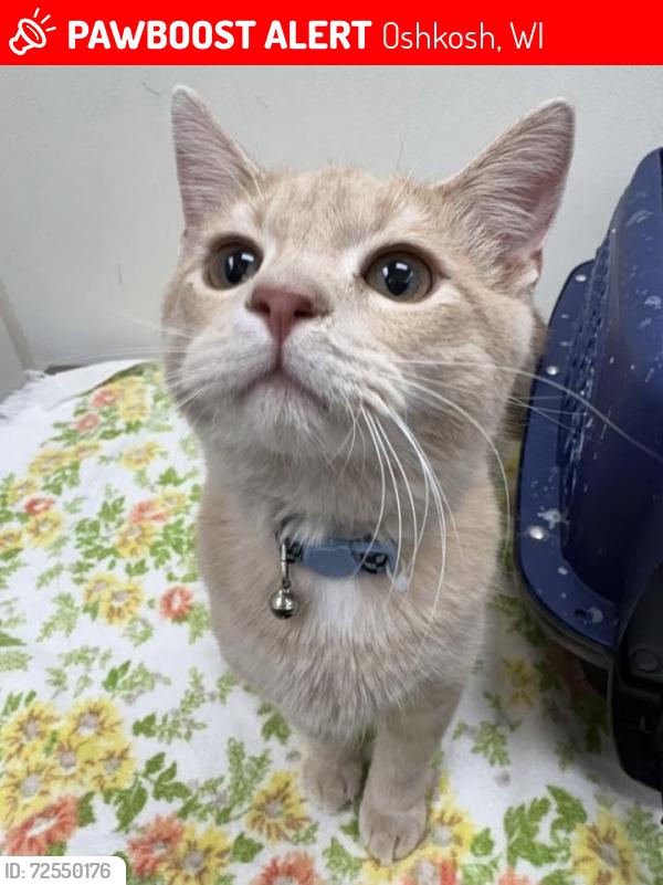 Lost Male Cat last seen Church ave, Oshkosh wi 54901, Oshkosh, WI 54901