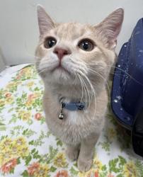 Lost Male Cat last seen Church ave, Oshkosh wi 54901, Oshkosh, WI 54901