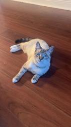 Lost Male Cat last seen Greenwood dr, fairway dr , lafitte st, kenilworth dr, ellerslie ave, west Frisco , LaPlace, LA 70068