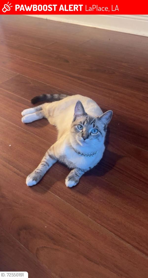 Lost Male Cat last seen Greenwood dr, fairway dr , lafitte st, kenilworth dr, ellerslie ave, west Frisco , LaPlace, LA 70068