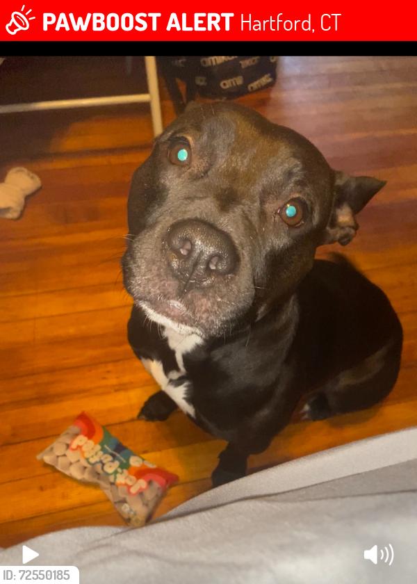 Lost Female Dog last seen Hartford, Hartford, CT 06103