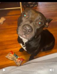 Lost Female Dog last seen Hartford , Hartford, CT 06103