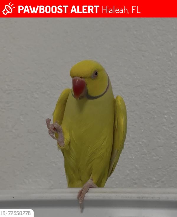 Lost Male Bird last seen Near terrace, Hialeah, FL 33016