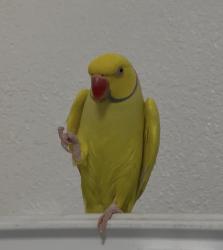 Lost Male Bird last seen Near terrace, Hialeah, FL 33016