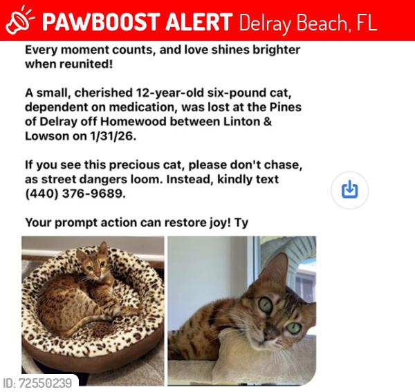 Lost Female Cat last seen Linton & Lowson off Homewood, Delray Beach, FL 33445