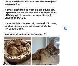 Lost Female Cat last seen Linton & Lowson off Homewood, Delray Beach, FL 33445
