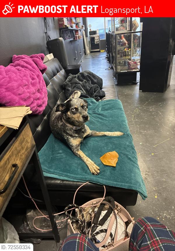 Lost Female Dog last seen Maytes Mexican restaurant, Logansport, LA 71049