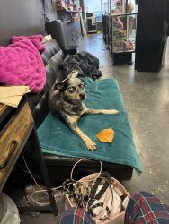 Lost Female Dog last seen Maytes Mexican restaurant, Logansport, LA 71049