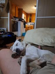 Lost Female Dog last seen My yard , Calhoun, LA 71225