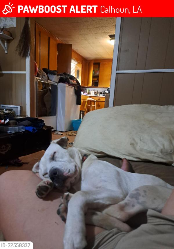 Lost Female Dog last seen My yard , Calhoun, LA 71225