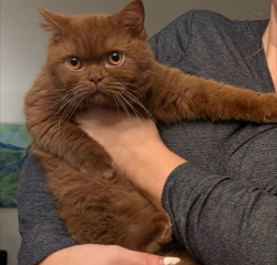 Lost Male Cat last seen 123St and 29 dr, Everett, WA 98208
