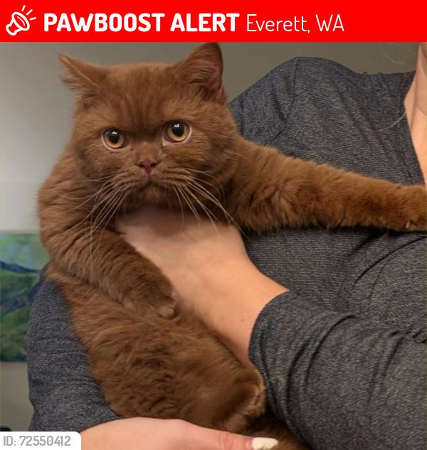 Lost Male Cat last seen 123St and 29 dr, Everett, WA 98208
