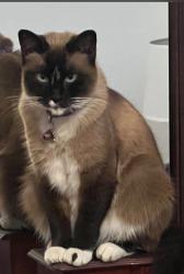 Lost Female Cat last seen Cherry st, Newark, CA 94560