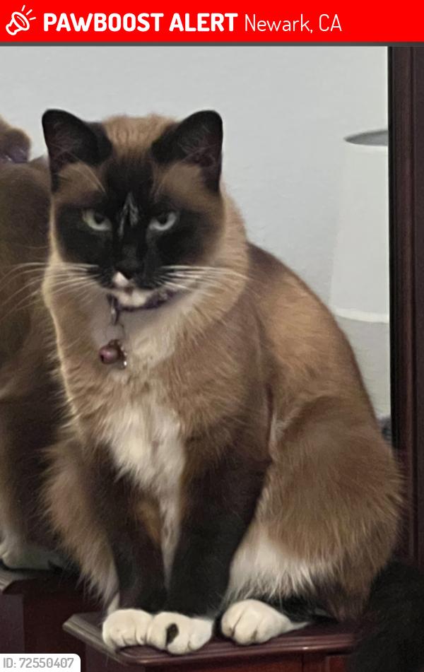 Lost Female Cat last seen Cherry st, Newark, CA 94560