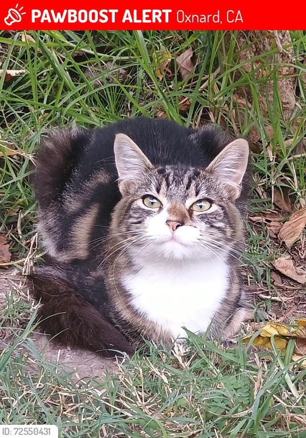 Lost Male Cat last seen Bard Rd, Oxnard, CA 93033