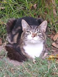 Lost Male Cat last seen Bard Rd, Oxnard, CA 93033