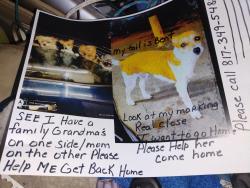 Lost Female Dog last seen Lancaster road East Lancaster fort Worth, Fort Worth, TX 76106