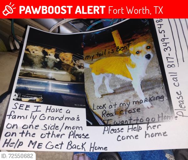 Lost Female Dog last seen Lancaster road East Lancaster fort Worth, Fort Worth, TX 76106