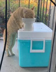 Found/Stray Unknown Cat last seen Rosewood Way, Orlando, FL 32808