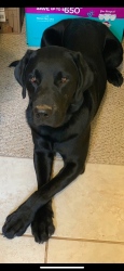 Lost Male Dog last seen Youngville/Fred Perry Road area, Robertson County, TN 37172